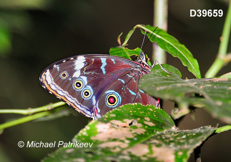 Common Morpho (Morpho helenor)